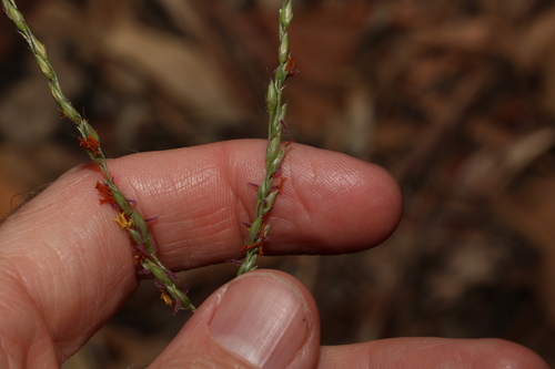 Black-seed grass (Alloteropsis semialata)