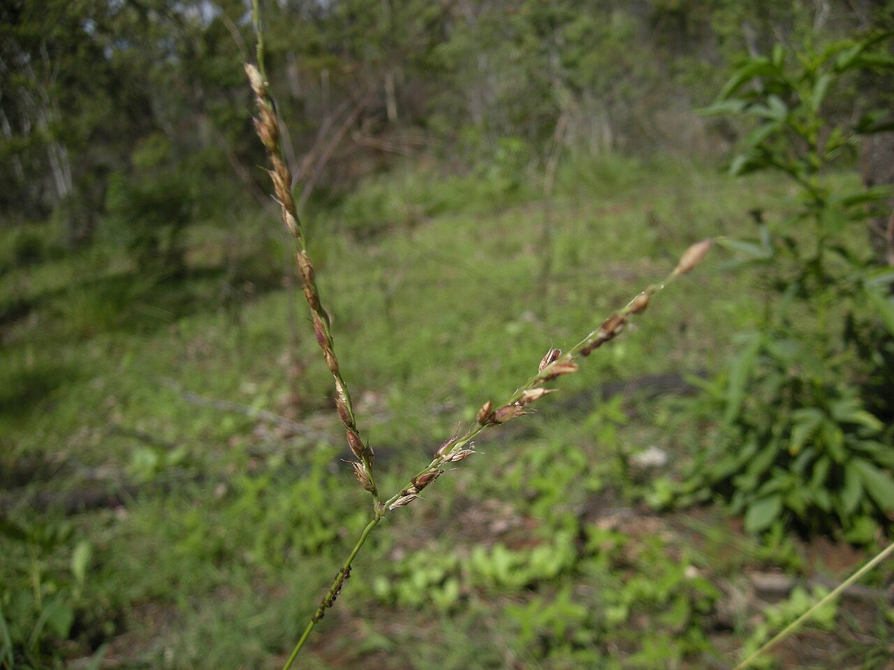 Black-seed grass: Alloteropsis semialata (Cockatoo Grass) seedhead
