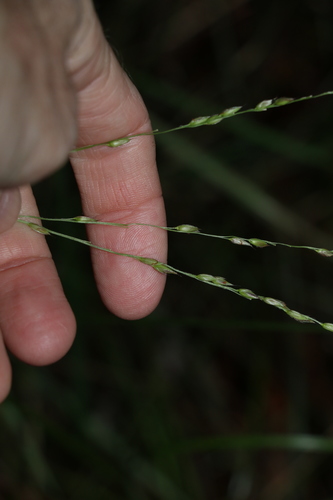 Black-seed grass (Alloteropsis semialata)
