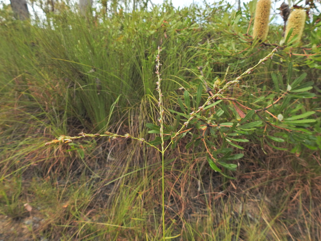 Black-seed grass (Alloteropsis semialata)