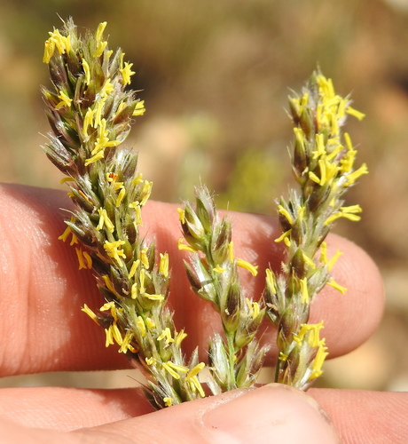 Black-seed grass (Alloteropsis semialata)