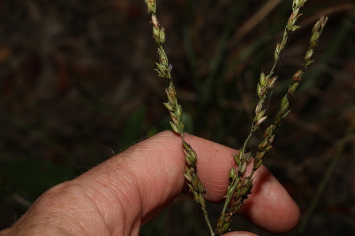 Black-seed grass (Alloteropsis semialata)