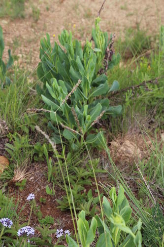 Black-seed grass (Alloteropsis semialata)