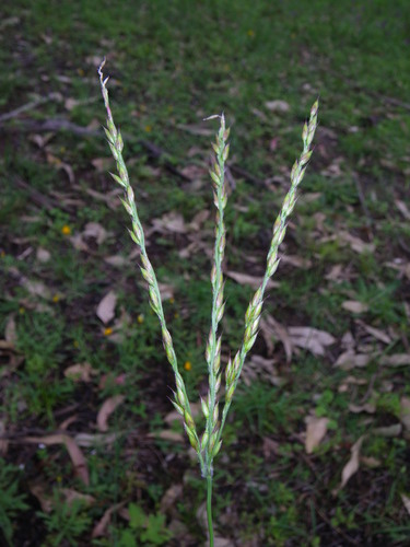 Black-seed grass (Alloteropsis semialata)