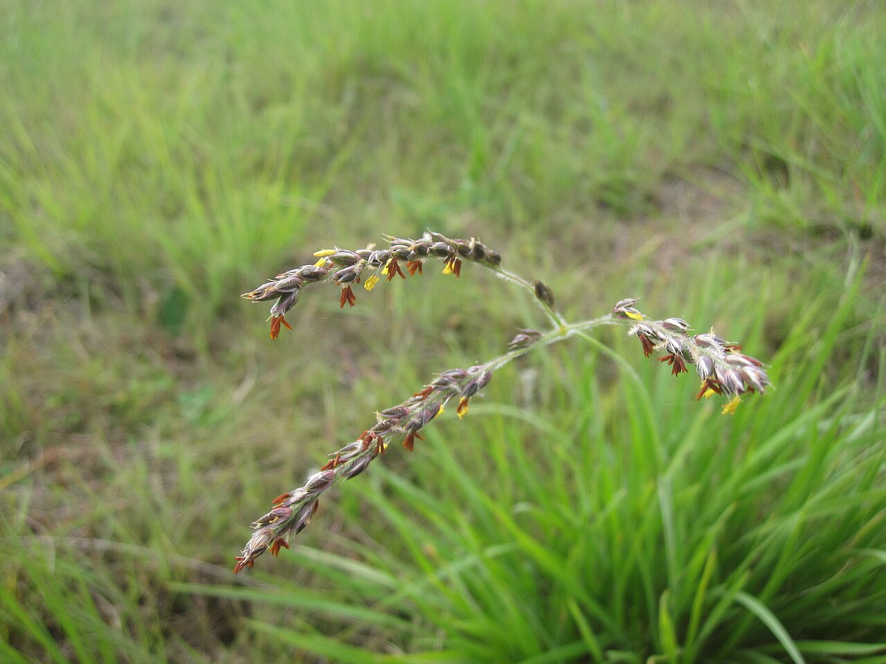 Black-seed grass: Flower of the grass species Alloteropsis semialata