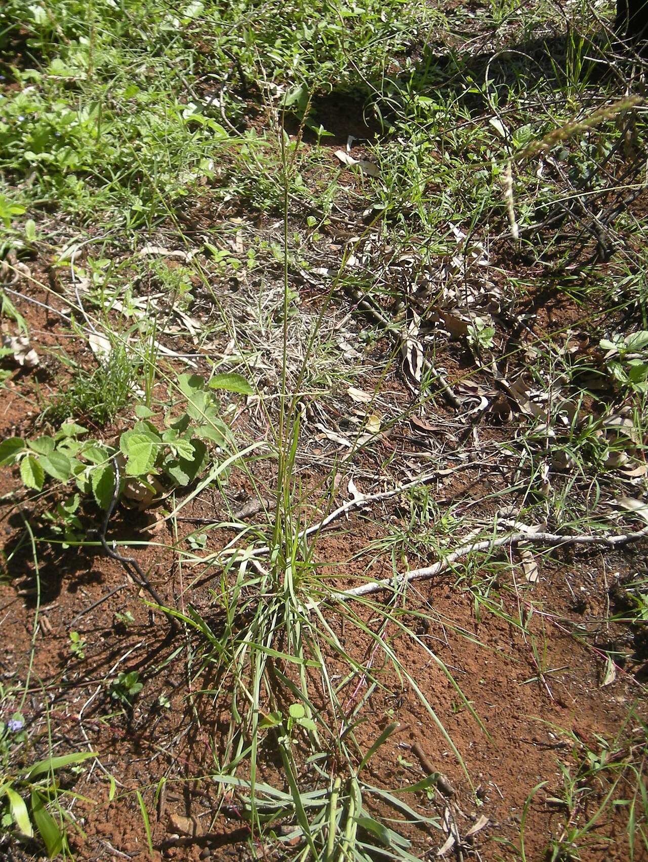 Black-seed grass: Alloteropsis semialata (Cockatoo Grass) plant
