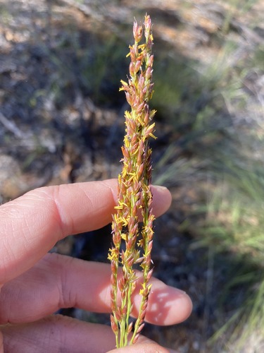 Black-seed grass (Alloteropsis semialata)
