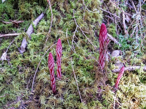 Sugarstick (Allotropa virgata)