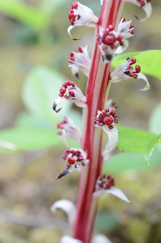 Sugarstick (Allotropa virgata)
