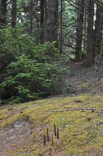 Sugarstick: sugarstick ( Allotropa virgata ) observed in Douglas County, Oregon, USA