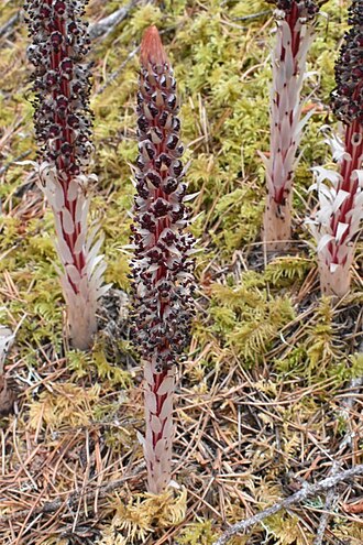 Sugarstick: sugarstick ( Allotropa virgata ) observed in Douglas County, Oregon, USA