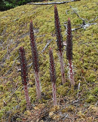 Sugarstick: sugarstick ( Allotropa virgata ) observed in Douglas County, Oregon, USA
