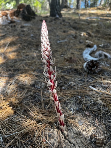 Sugarstick (Allotropa virgata)