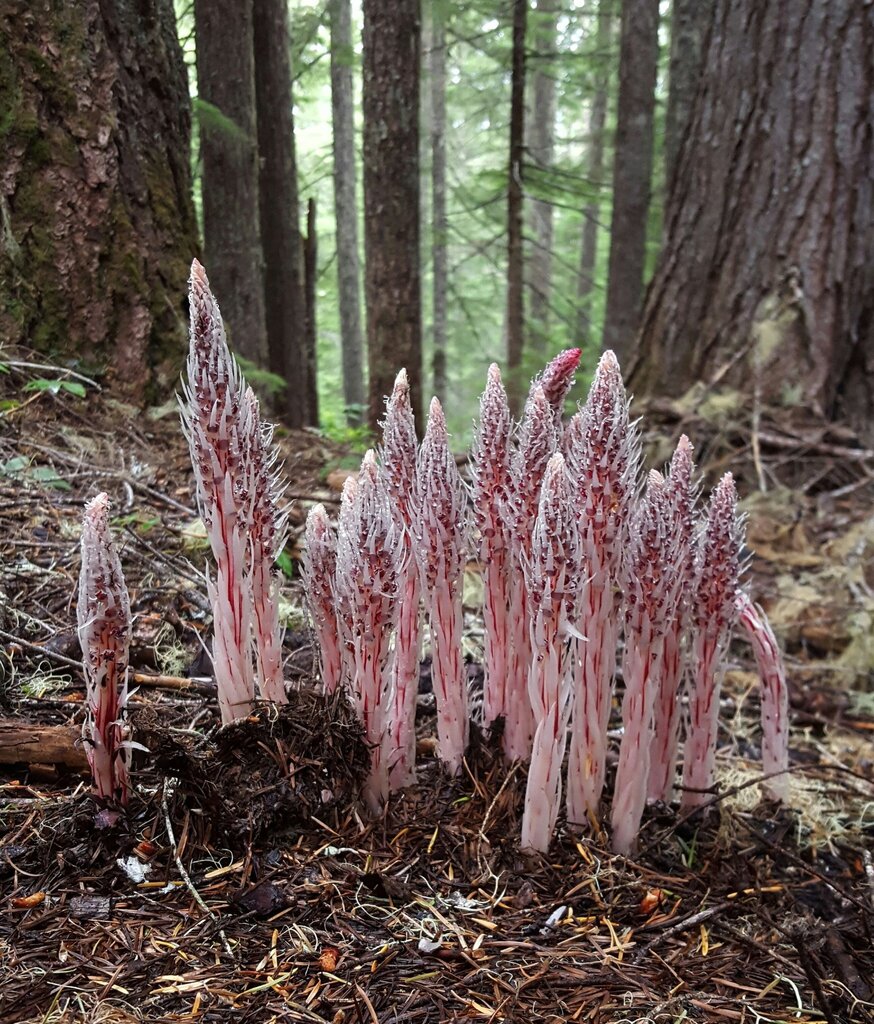 Sugarstick (Allotropa virgata)
