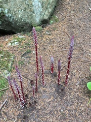 Sugarstick (Allotropa virgata)