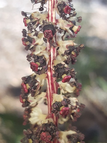 Sugarstick (Allotropa virgata)