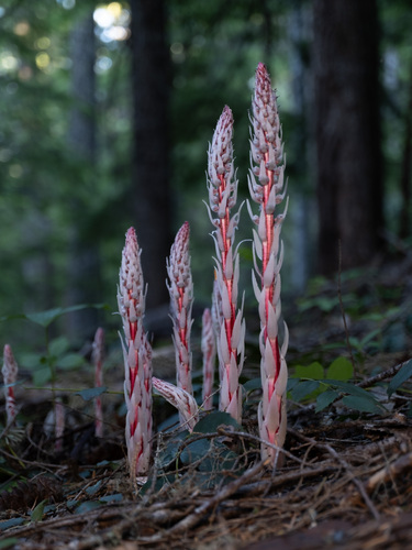 Sugarstick (Allotropa virgata)
