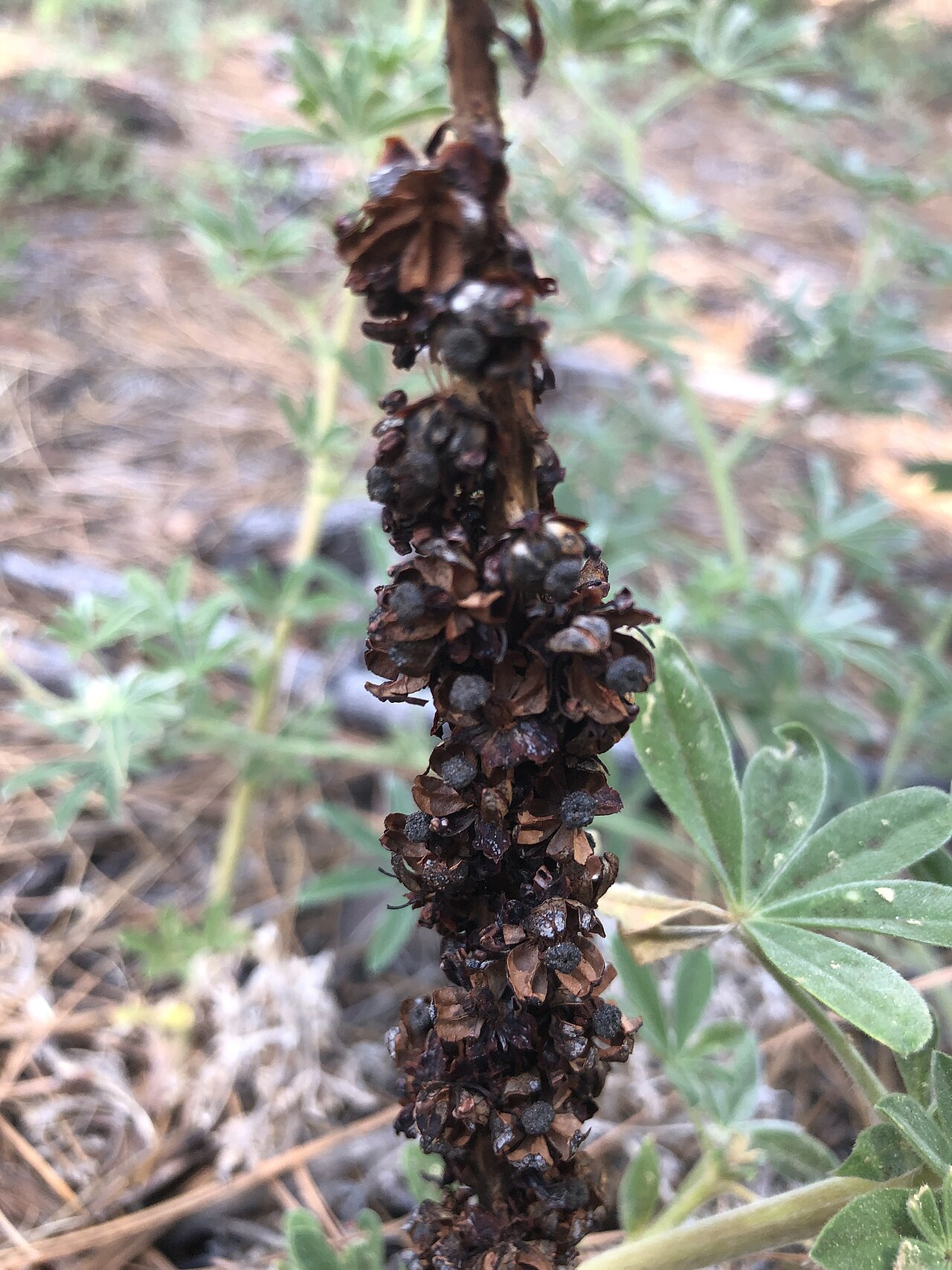 Sugarstick: Sugarstick fruiting ( Allotropa virgata ) observed in Emerald Bay State Park, El Dorado, California, United States.