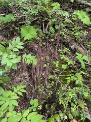 Sugarstick (Allotropa virgata)