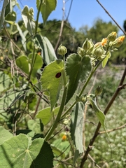 Chisos Mountain false Indianmallow (Allowissadula holosericea)