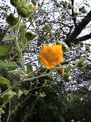Chisos Mountain false Indianmallow (Allowissadula holosericea)