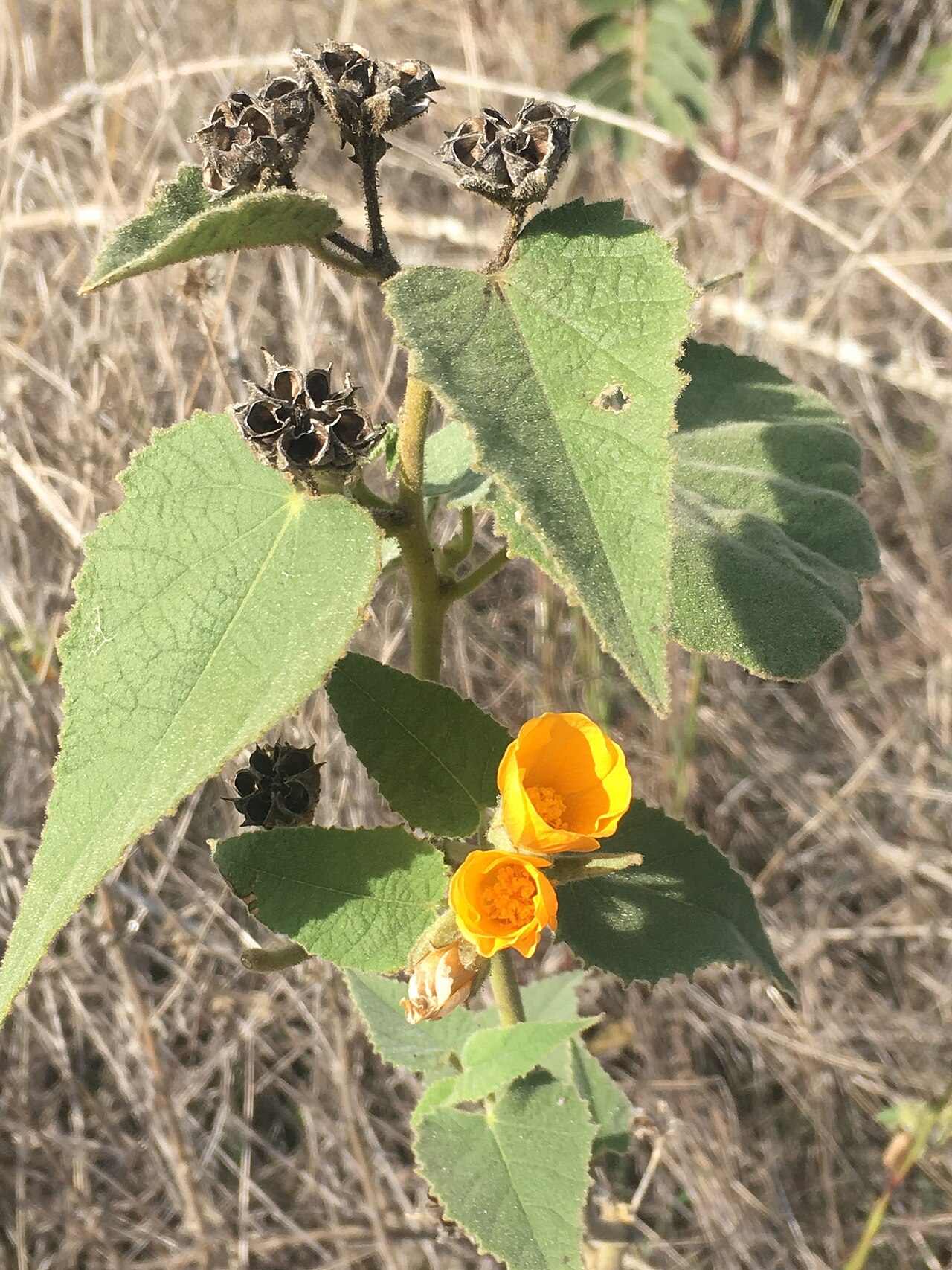 Chisos Mountain false Indianmallow: Chisos Mountains False Indianmallow (Allowissadula holosericea). Species of plant.
