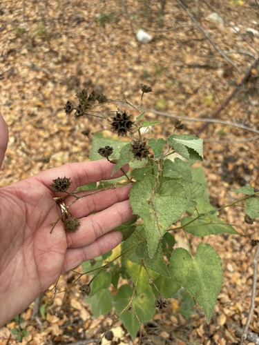 Chisos Mountain false Indianmallow (Allowissadula holosericea)