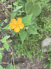 Chisos Mountain false Indianmallow (Allowissadula holosericea)