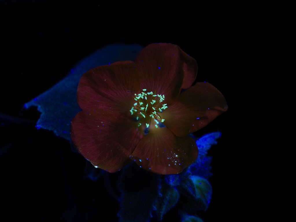 Chisos Mountain false Indianmallow (Allowissadula holosericea)