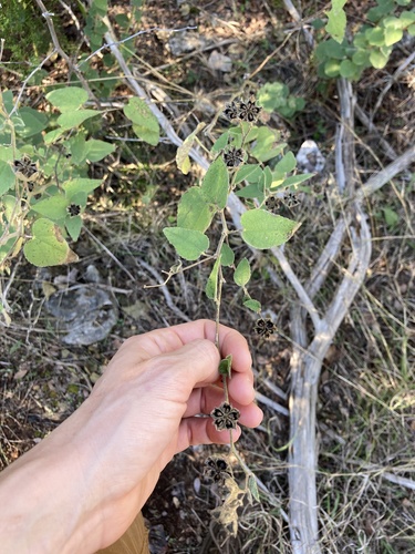Chisos Mountain false Indianmallow (Allowissadula holosericea)