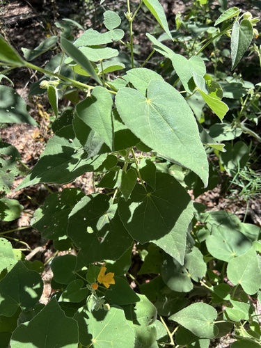 Chisos Mountain false Indianmallow (Allowissadula holosericea)