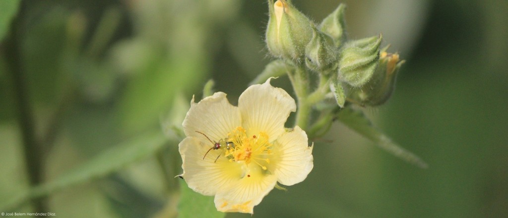 Allowissadula sessei (Allowissadula sessei)