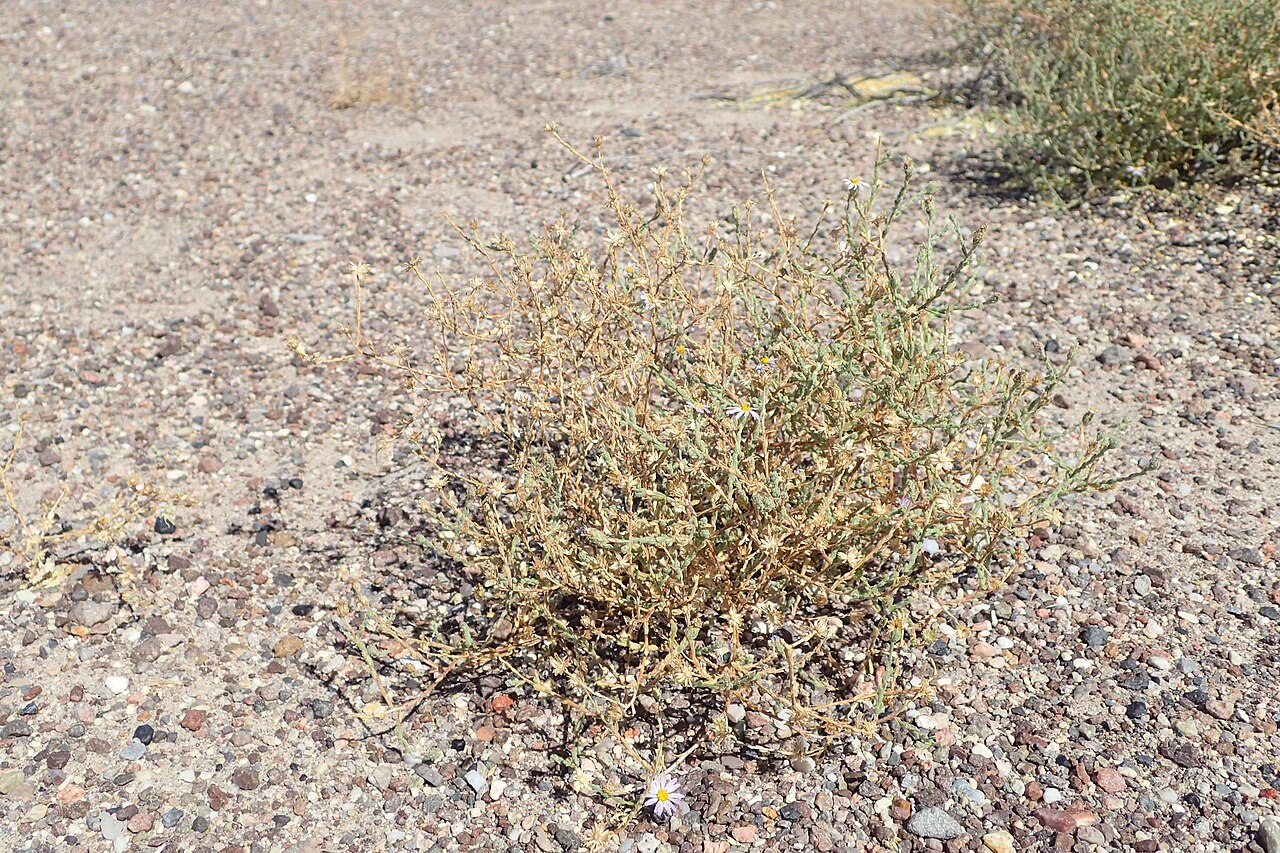 Alkali marsh aster: Almutaster pauciflorus NE from Death Valley Junction, Nevada