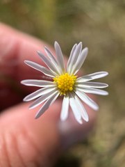 Alkali marsh aster (Almutaster pauciflorus)