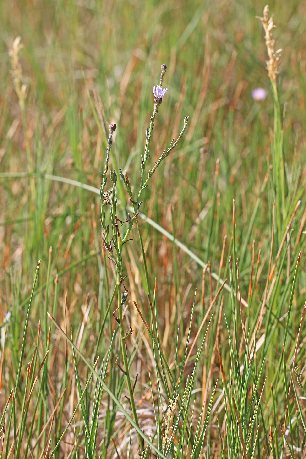 Alkali marsh aster: Alkali-marsh aster (Almutaster pauciflorus syn. Aster pauciflorus), Aster family (Asteraceae). Meadow Hot Springs, Millard County, Utah.