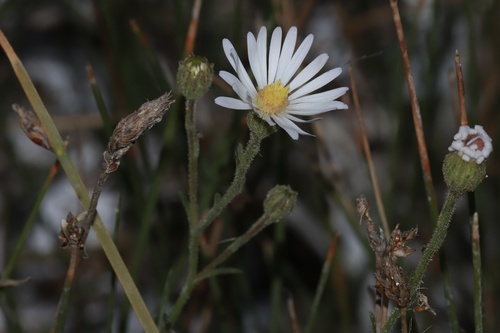 Alkali marsh aster (Almutaster pauciflorus)
