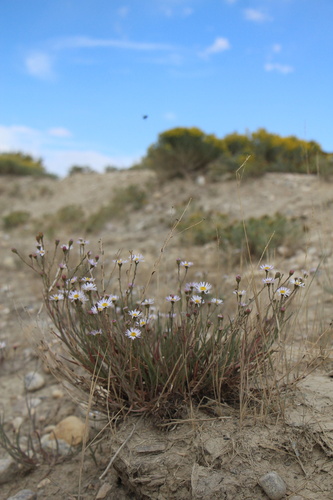 Alkali marsh aster (Almutaster pauciflorus)