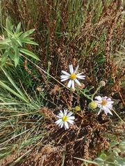 Alkali marsh aster (Almutaster pauciflorus)