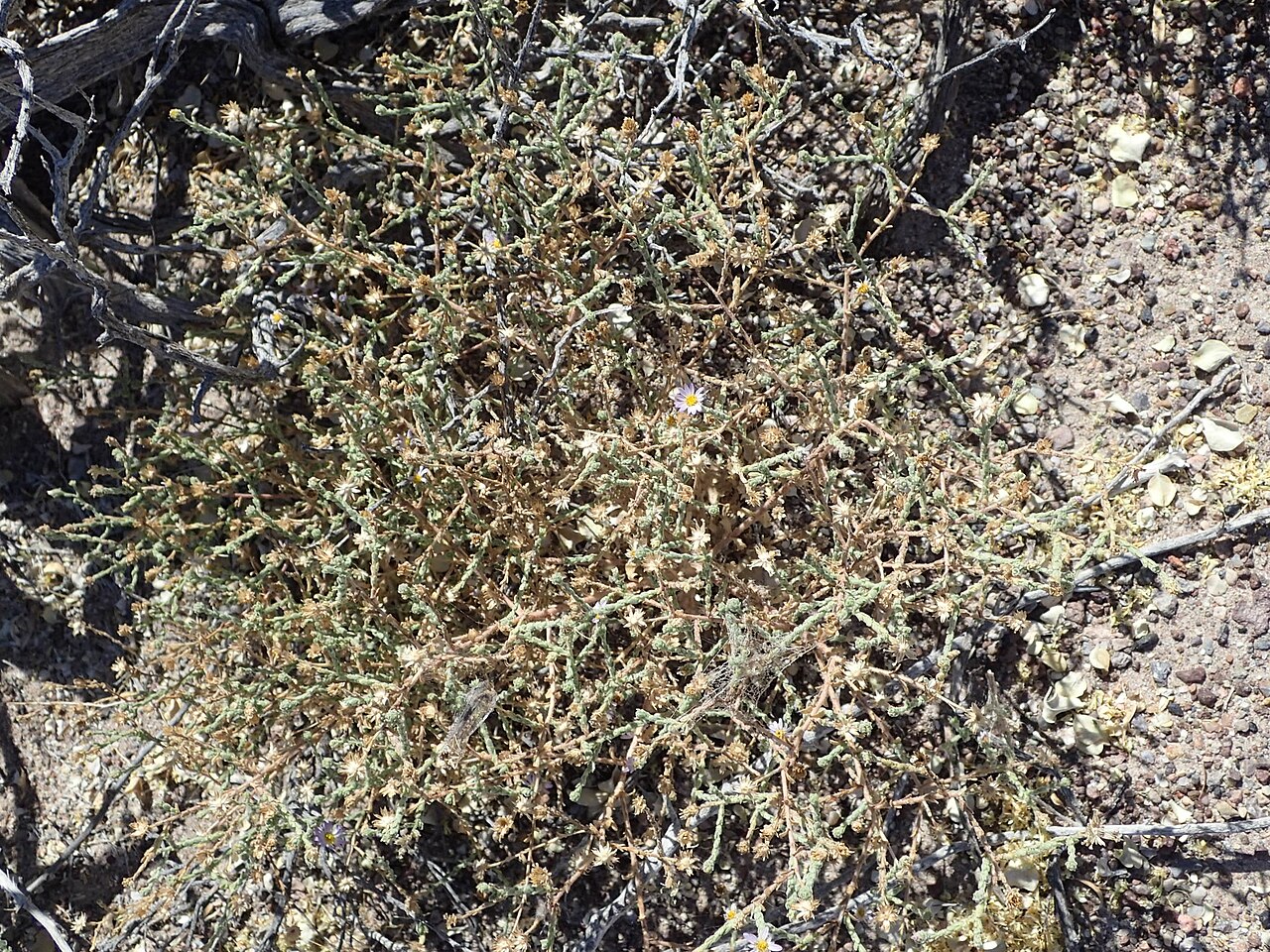 Alkali marsh aster: Almutaster pauciflorus NE from Death Valley Junction, Nevada