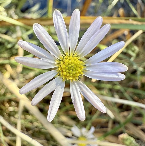 Alkali marsh aster (Almutaster pauciflorus)