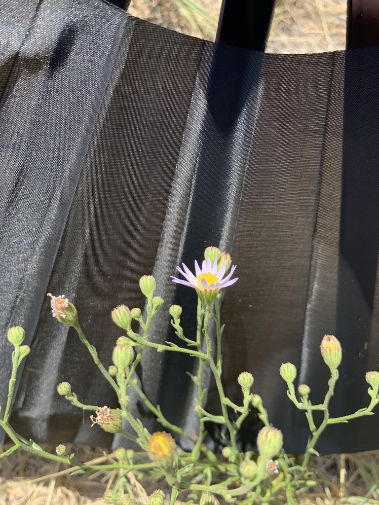 Alkali marsh aster (Almutaster pauciflorus)