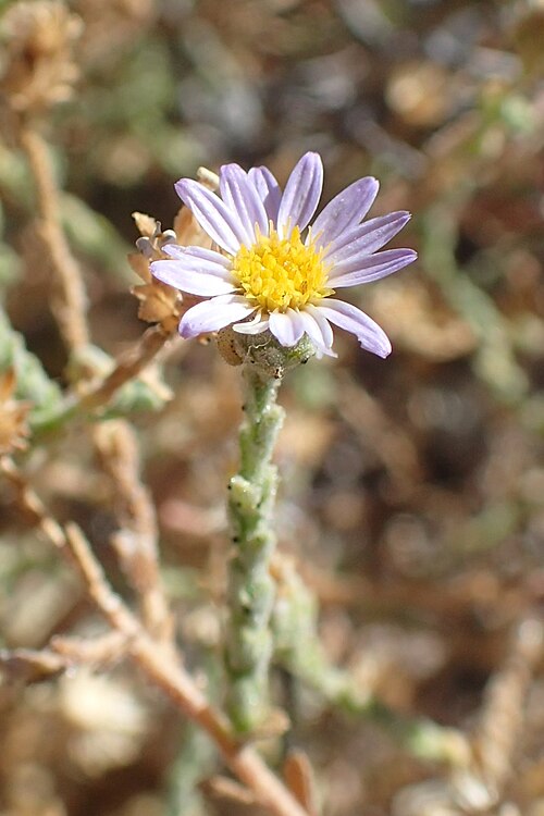 Alkali marsh aster: Almutaster pauciflorus NE from Death Valley Junction, Nevada