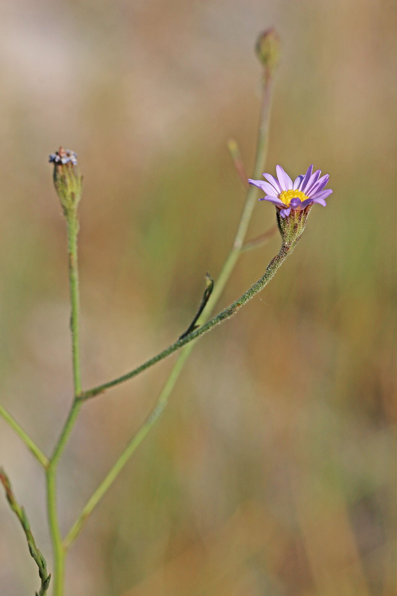 Alkali marsh aster: Alkali-marsh aster (Almutaster pauciflorus syn. Aster pauciflorus), Aster family (Asteraceae). Meadow Hot Springs, Millard County, Utah.