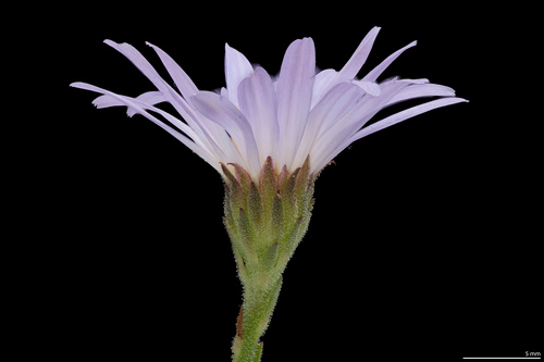 Alkali marsh aster (Almutaster pauciflorus)