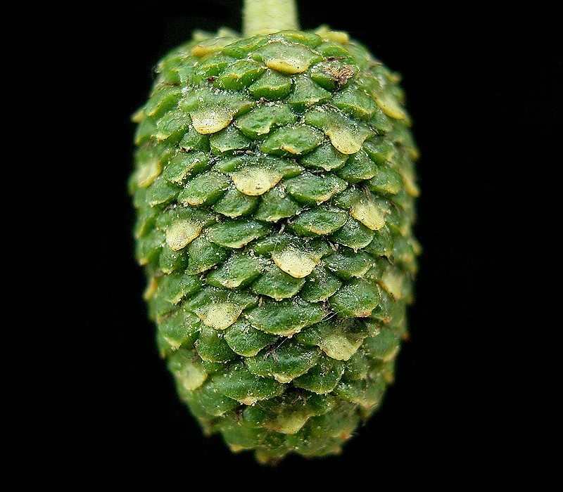 Italian alder: Alnus cordata