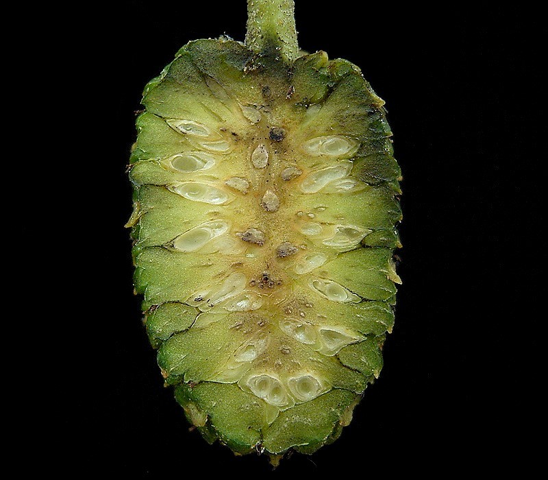 Italian alder: Alnus cordata