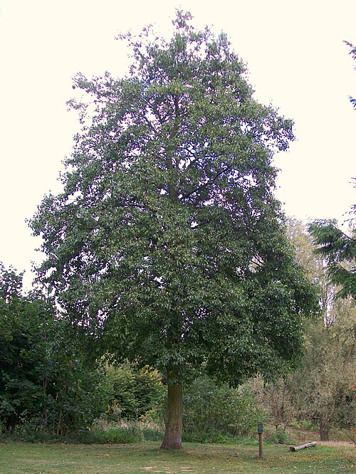 Italian alder: An Italian Alder Alnus cordata cultivated in Stevenage, Hertfordshire, England.