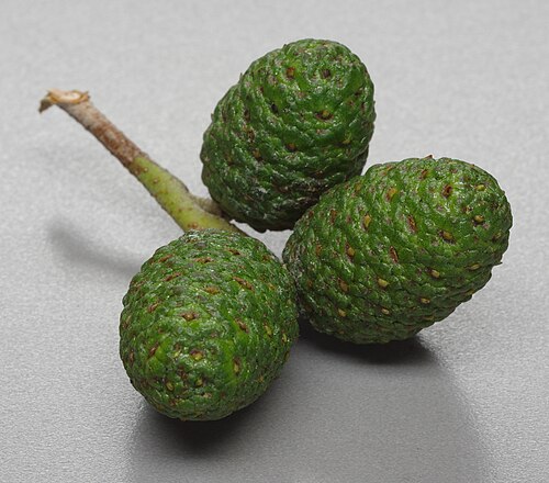 Italian alder: Alnus cordata, strobilus