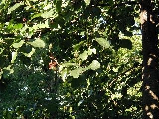 Italian alder: Alnus cordata