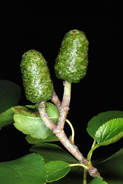 Italian alder: Alnus cordata
